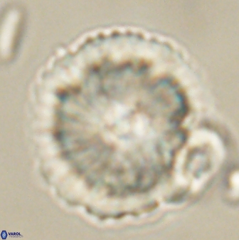 Heliolithus bukryi 62529