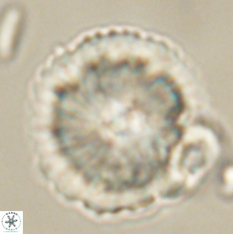 Heliolithus bukryi 62529