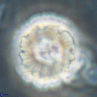 Heliolithus bukryi 62530