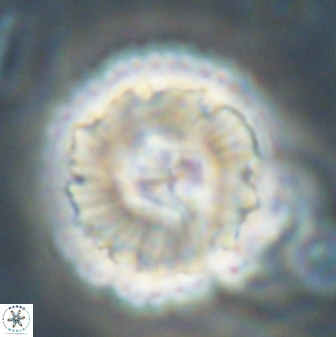 Heliolithus bukryi 62530