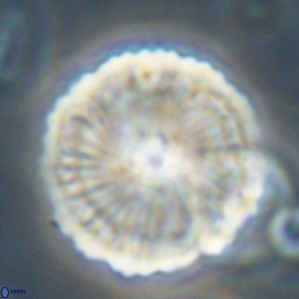 Heliolithus bukryi 62531