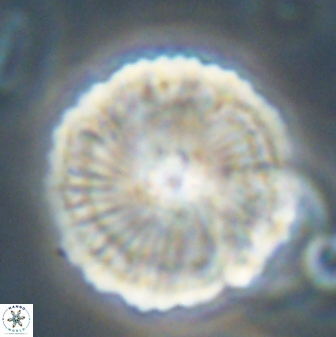 Heliolithus bukryi 62531