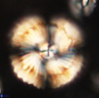 Heliolithus bukryi 62532