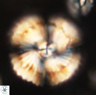 Heliolithus bukryi 62532