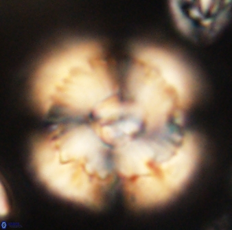 Heliolithus bukryi 62535