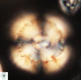Heliolithus bukryi 62535
