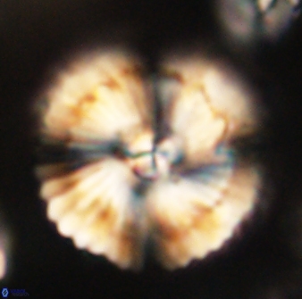 Heliolithus bukryi 62536