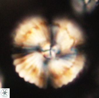 Heliolithus bukryi 62536