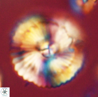 Heliolithus bukryi 62537
