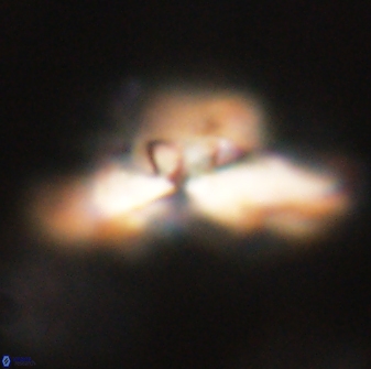 Heliolithus bukryi 62639
