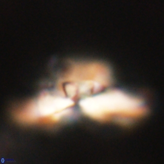 Heliolithus bukryi 62642