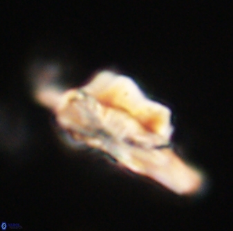 Heliolithus bukryi 62643