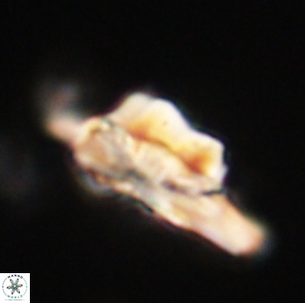 Heliolithus bukryi 62643