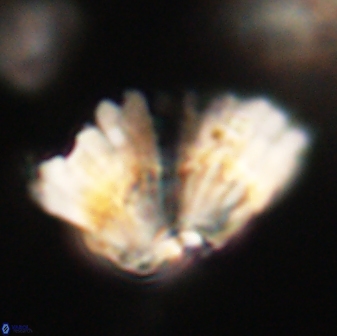 Heliolithus bukryi 62648
