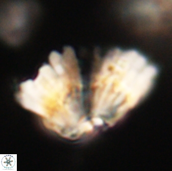 Heliolithus bukryi 62648