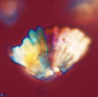 Heliolithus bukryi 62649