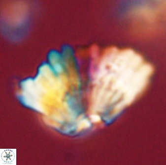Heliolithus bukryi 62649
