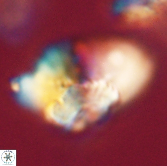 Heliolithus bukryi 62650