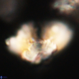 Heliolithus bukryi 62651