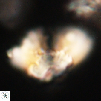 Heliolithus bukryi 62651