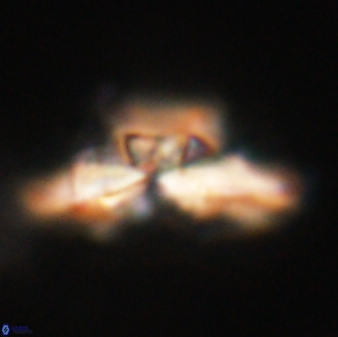 Heliolithus bukryi 62654