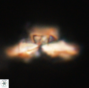 Heliolithus bukryi 62654