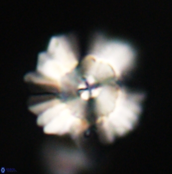 Heliolithus bukryi 62102