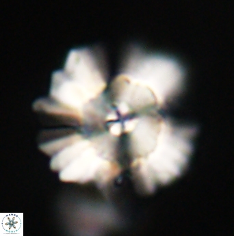 Heliolithus bukryi 62102