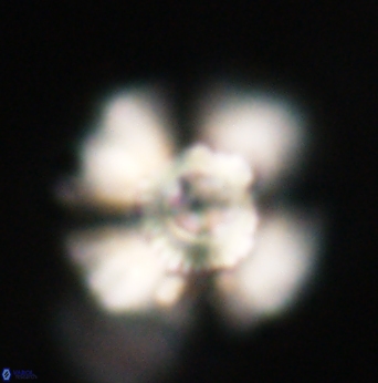 Heliolithus bukryi 62105
