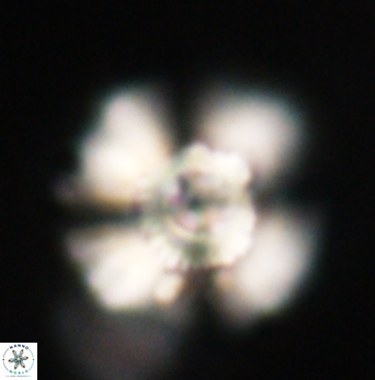 Heliolithus bukryi 62105