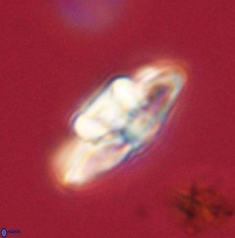 Heliolithus bukryi 62108