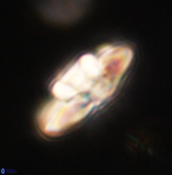 Heliolithus bukryi 62109