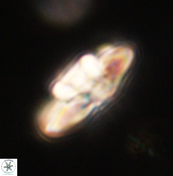 Heliolithus bukryi 62109