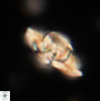 Heliolithus bukryi 62118