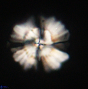 Heliolithus bukryi 62123