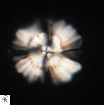 Heliolithus bukryi 62123