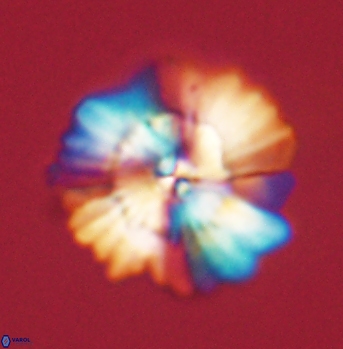 Heliolithus bukryi 62125