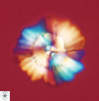 Heliolithus bukryi 62125