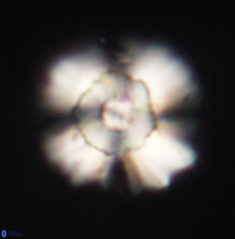Heliolithus bukryi 62127