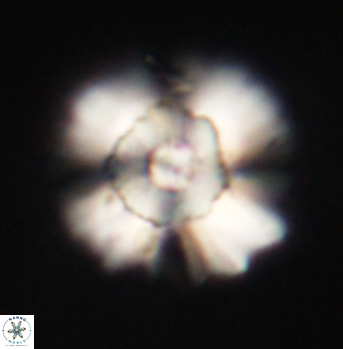 Heliolithus bukryi 62127