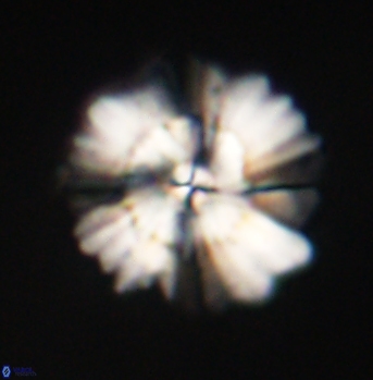 Heliolithus bukryi 62128