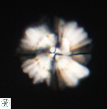 Heliolithus bukryi 62128