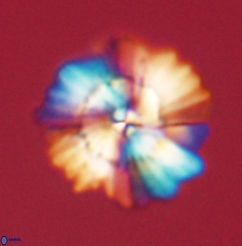 Heliolithus bukryi 62129