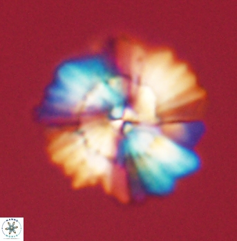 Heliolithus bukryi 62129