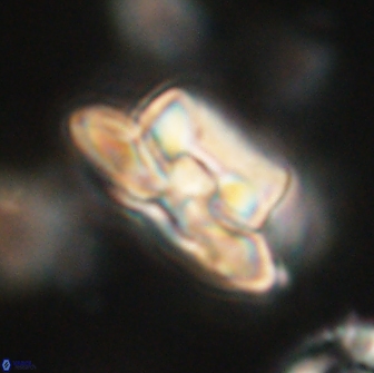 Heliolithus bukryi 65883