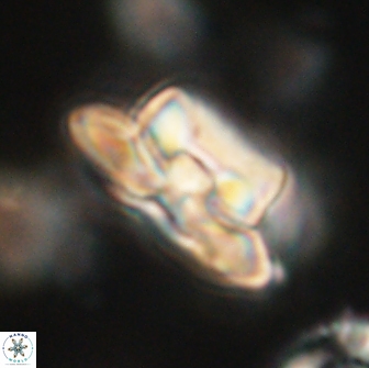 Heliolithus bukryi 65883