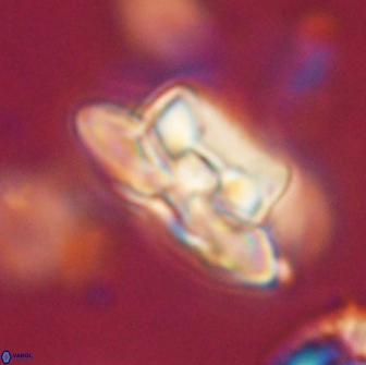Heliolithus bukryi 65884