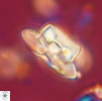Heliolithus bukryi 65884
