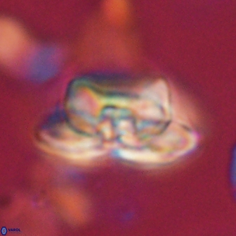 Heliolithus bukryi 65885