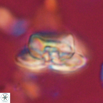 Heliolithus bukryi 65885